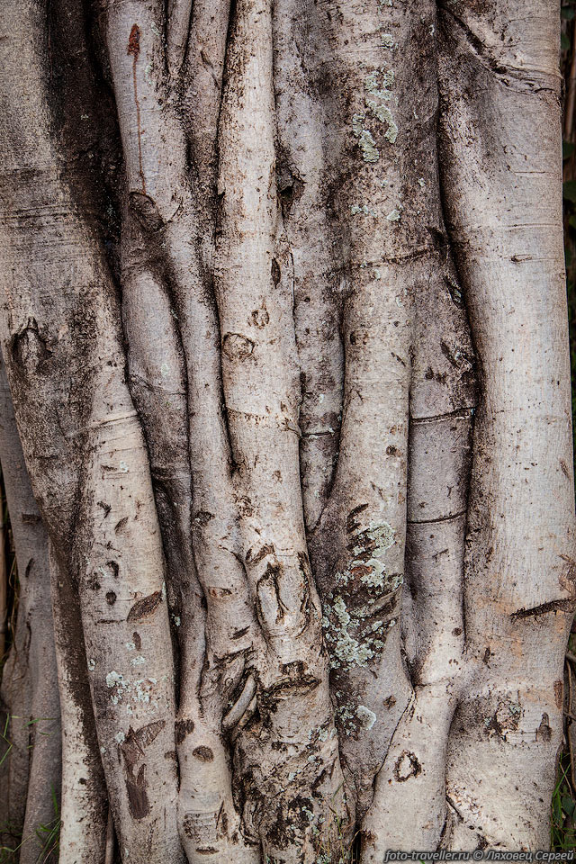 Морщинистое дерево