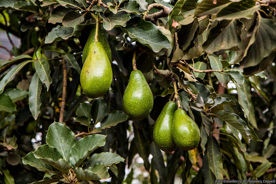 Авокадо (Persēa americāna, Alligator pear) - вечнозелёное 
плодовое растение.
Авокадо культивировалось уже в третьем тысячелетии до нашей эры.