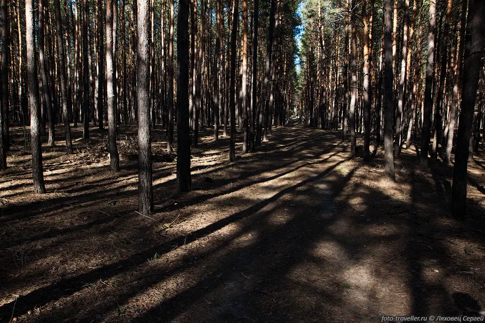 Лесная дорога