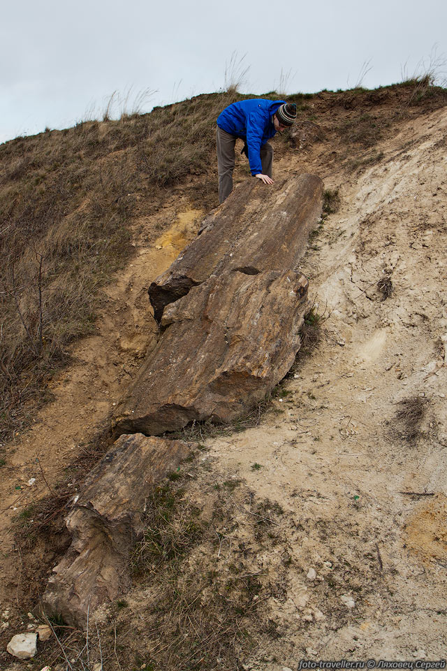 Дружковский каменный лес - геологический памятник природы. 
Находится возле поселка Алексеево-Дружковка в Донецкой области.