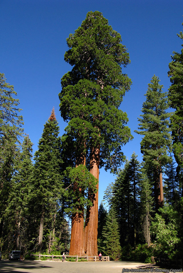 В национальном парке Секвоя (Sequoia National Park).
Среди заросших лесом гор, растут гигантские деревья, самые большие в мире.