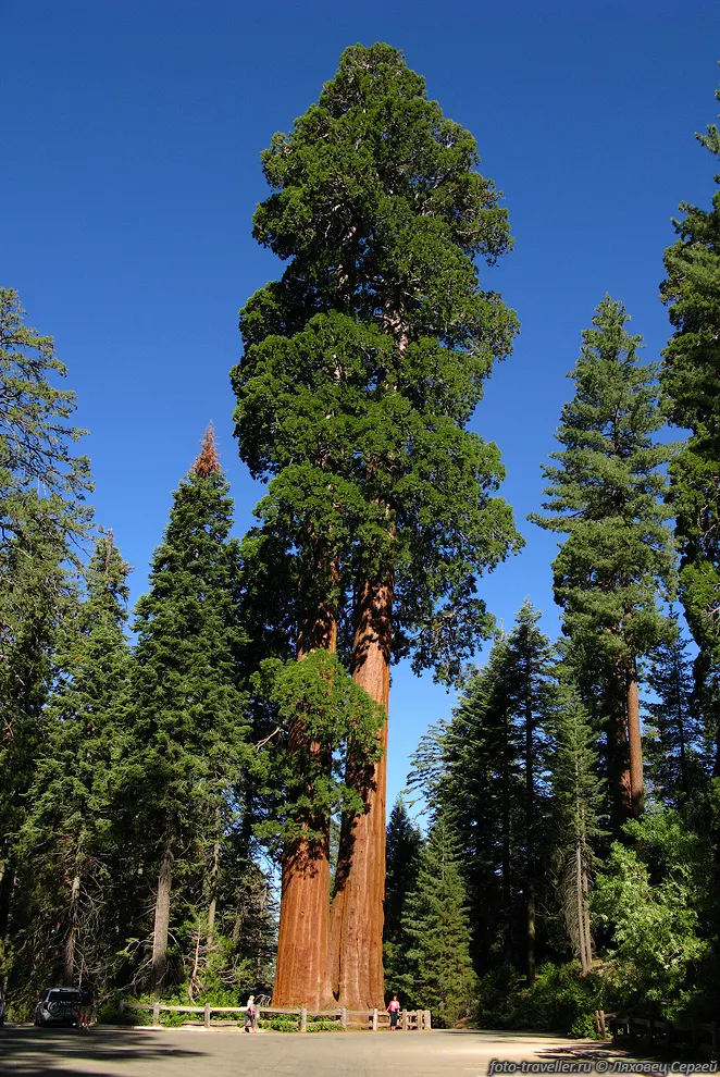 В национальном парке Секвоя (Sequoia National Park).
Среди заросших лесом гор, растут гигантские деревья, самые большие в мире.