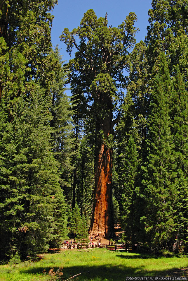 Гигантская секвоя - дерево Генерала Шермана (General Sherman) 
самое большое дерево на Земле по объему древесины.
Высота 84 м, максимальный диаметр 11 м, периметр 31,3 м, объем 1487 м3, 
возраст 2,3-2,7 тыс. лет.