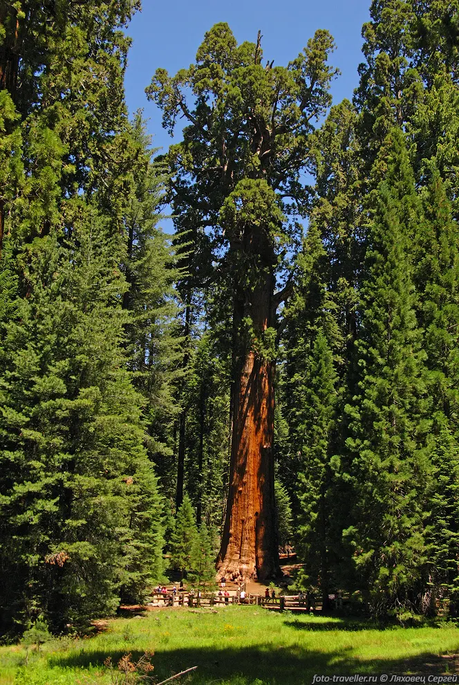 Гигантская секвоя - дерево Генерала Шермана (General Sherman)
самое большое дерево на Земле по объему древесины.
Высота 84 м, максимальный диаметр 11 м, периметр 31,3 м, объем 1487 м3, 
возраст 2,3-2,7 тыс. лет.