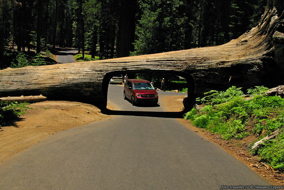 Сквозь туннель, прорубленный в упавшем дереве проезжает 
машина! 
Место называется Tunnel Log.