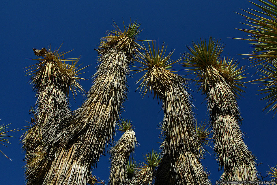 Дерево Джошуа  (юкка коротколистная, Joshua-Treе, Yucca brevifolia).