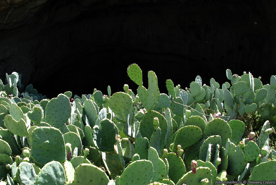 Кактусы возле пещеры