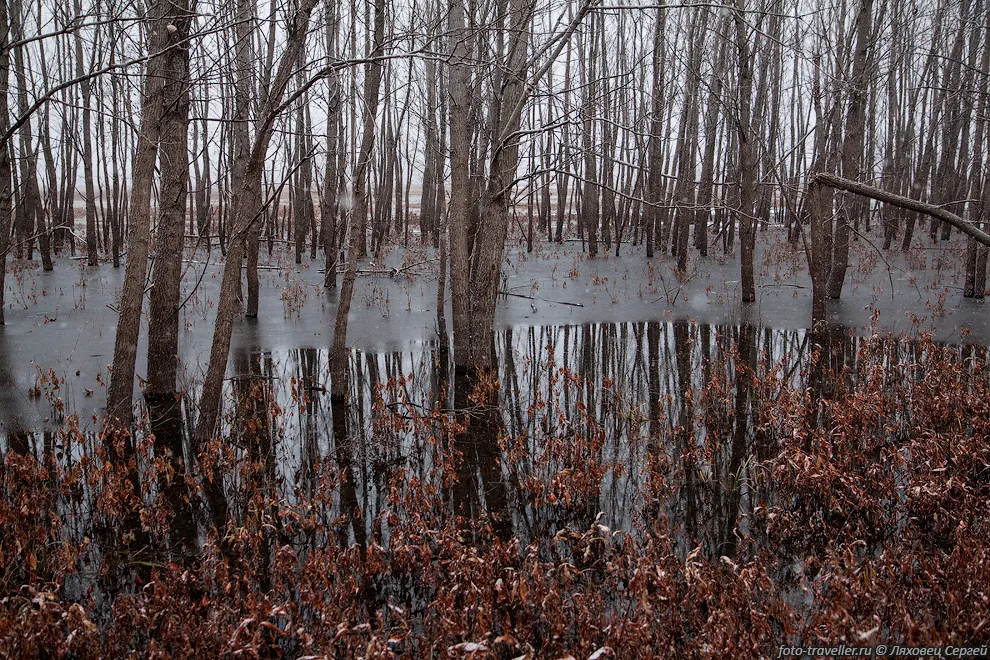 Потом поехали посмотреть на птичек и болото в Clarence Cannon
National Wildlife Refuge