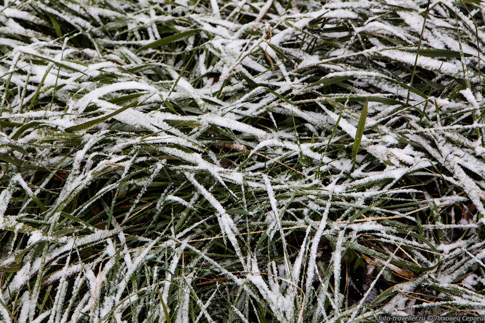 Замерзающая трава
