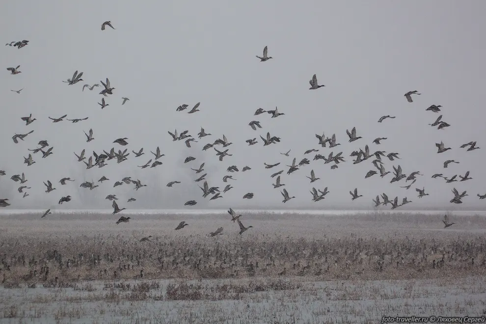 В Clarence Cannon National Wildlife Refuge живет около 300 видов
птиц.
Птиц огромное количество, но они все далеко.