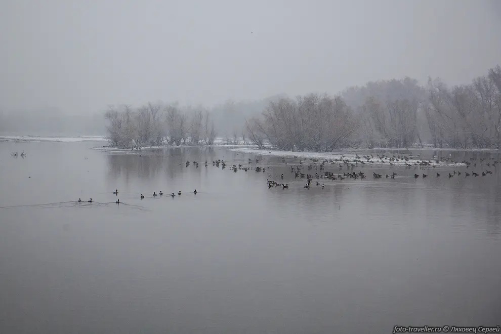 Водоплавающие птички