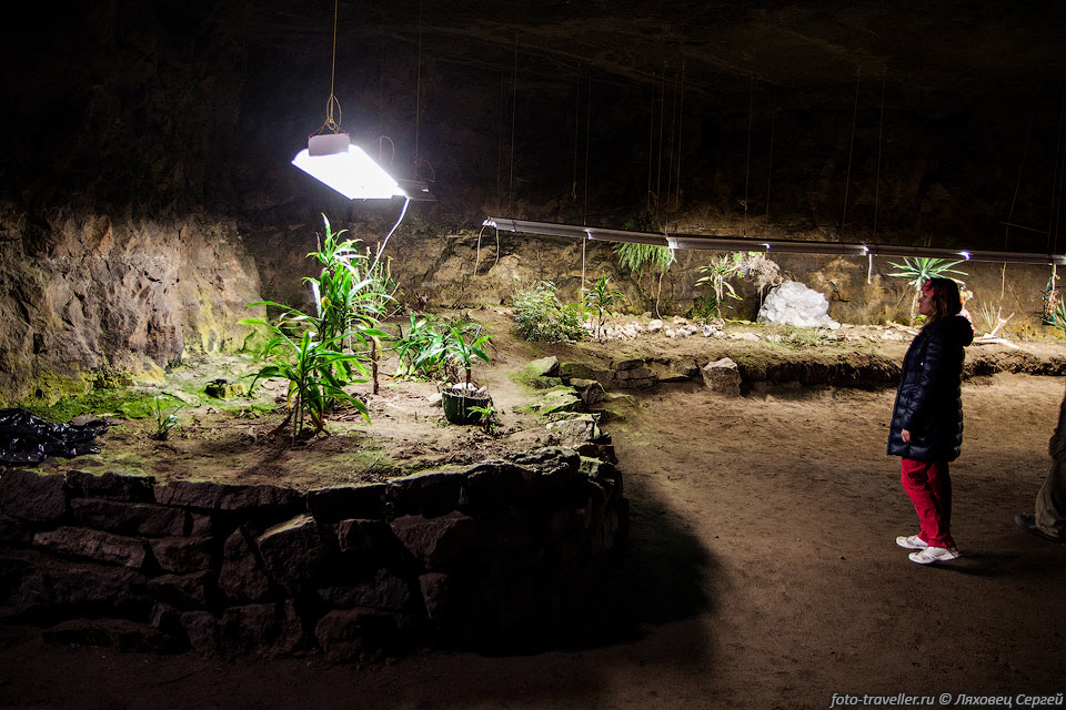 Под светом ламп можно выращивать растения