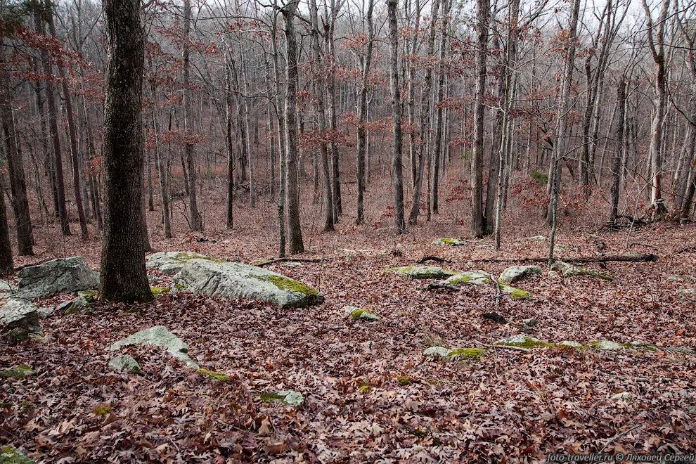 На следующие выходные поехали в Национальный парк Хавн (Hawn State
Park).
Довольно долго ходили по различным тропинкам в лесу, даже в брод ручей нужно было 
переходить.