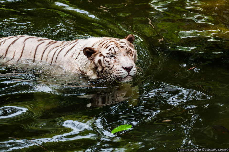 Малайский тигр (Panthera tigris jacksoni) - подвид тигра, встречающийся 
исключительно в южной части полуострова Малакка.
Малайский тигр является самым мелким среди тигров.