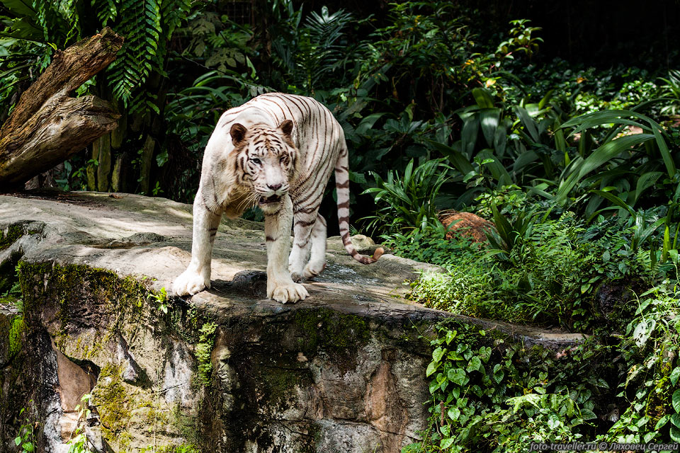 Белый тигр в Сингапурском зоопарке.