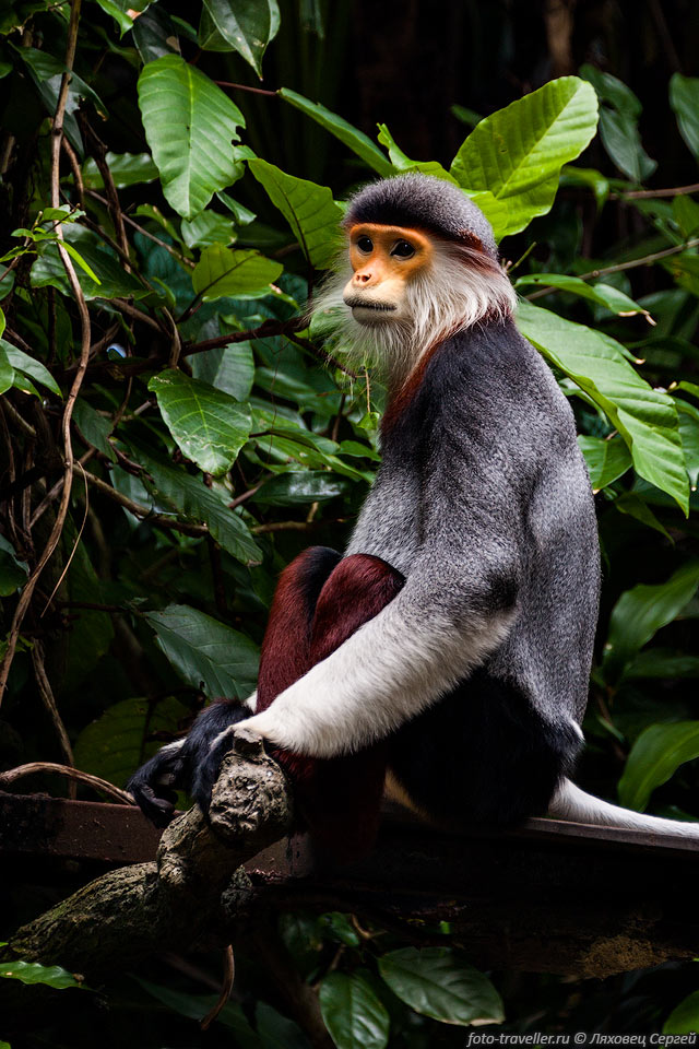  Немейский тонкотел (Red shanked douc langur, Pygathrix nemaeus) 
- вид приматов из семейства мартышковых.
Обитают в Юго-Восточной Азии.