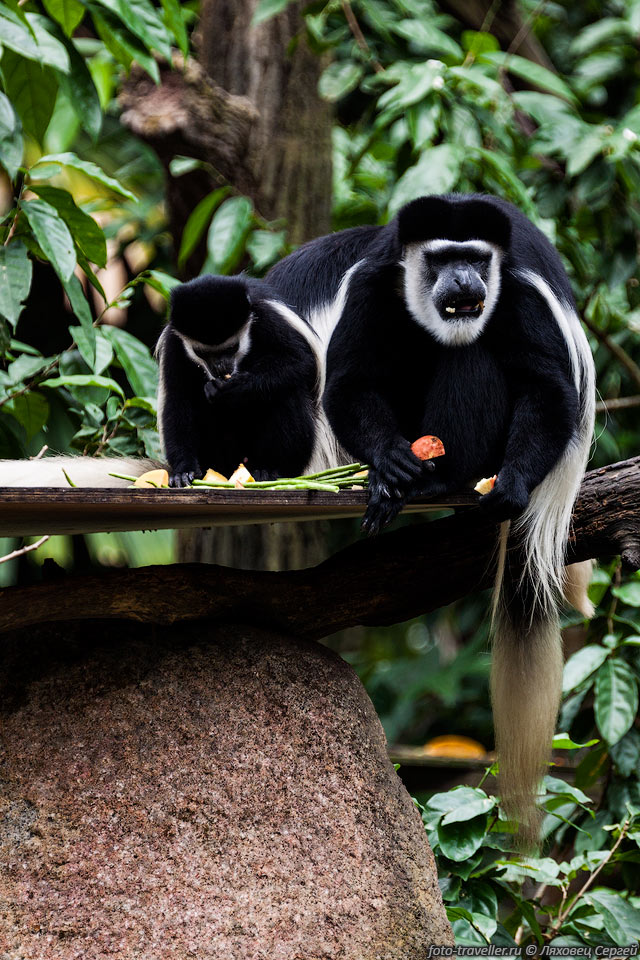 Колобусы (Гверецы, Толстотелые обезьяны, Black and White Colobus 
Monkey, Colobus).
В кисти отсутствует большой палец - одна из самых существенных особенностей приматов.
Греческое слово "kolobus" означает "искалеченный".