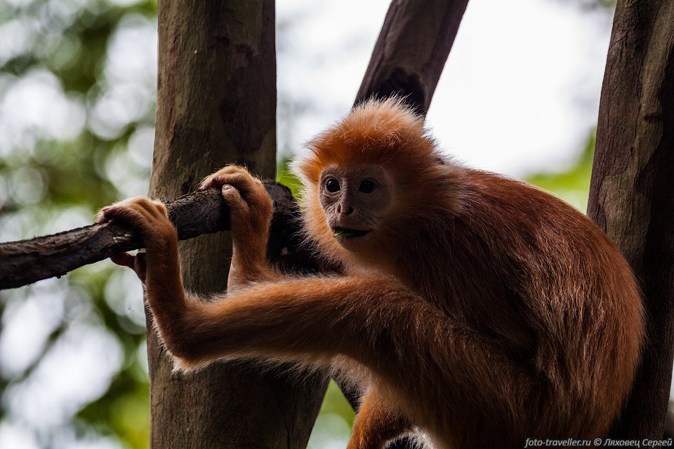 Блестящий гульман (The Javan lutung, Trachypithecus auratus) - 
вид приматов из семейства мартышковых.
Является эндемиком острова Ява и нескольких близлежащих индонезийских островов.