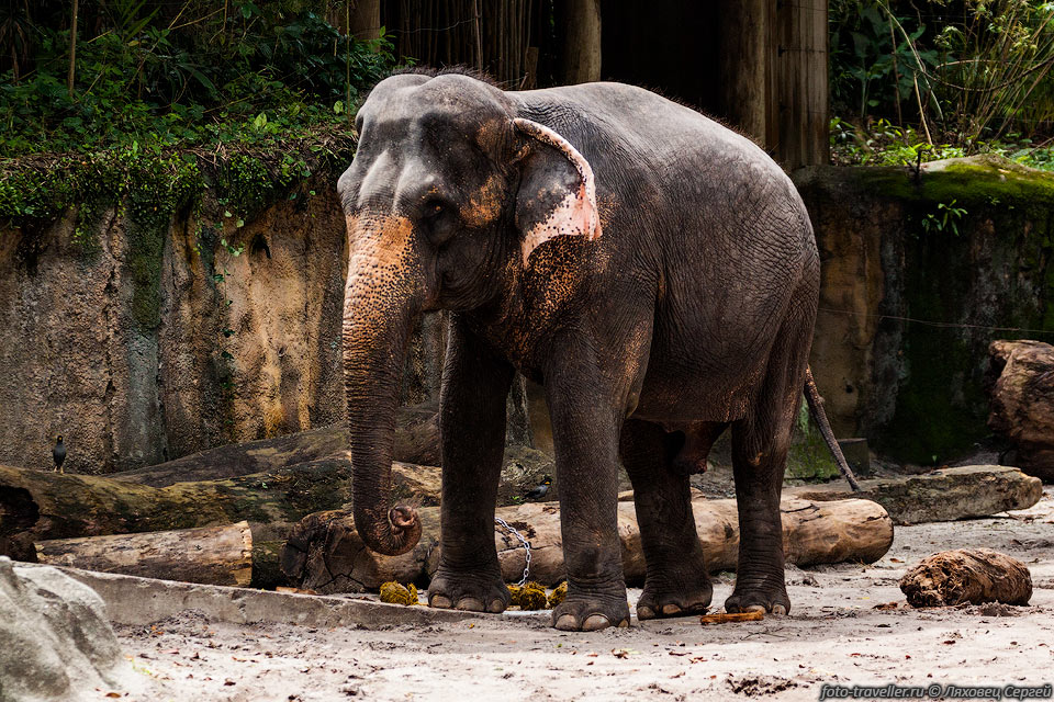Индийский слон (Азиатский слон, Elephas maximus).
Все животные живут в просторных вольерах, отделенных невидимыми канавами или водой. 
Дорожки проходят через вольеры.
Опасные животные отгорожены более серьезно. Людей много.
