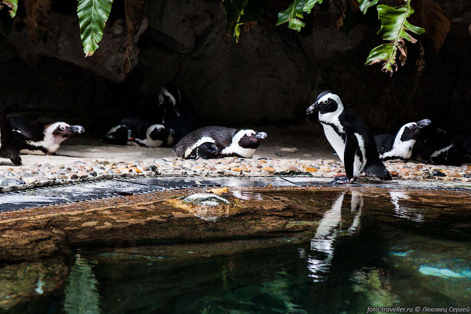 Очковый пингвин (Ослиный пингвин, Черноногий пингвин, Африканский 
пингвин, Spheniscus demersus, African penguin).
Жарковато им тут наверно.