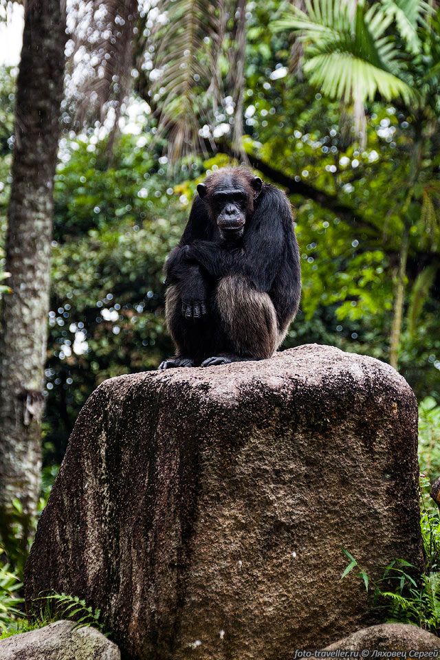 Шимпанзе (Chimpanzees, Chimps, Pan).
Оба существующих вида находятся под угрозой вымирания.
Распространены в западной и центральной Африке.