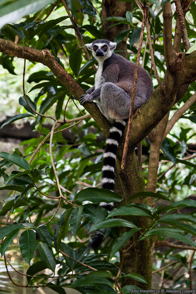 Кольцехвостый лемур (Кошачий лемур, Катта, Lemur catta).
Даже можно незаметно подергать за хвост.
