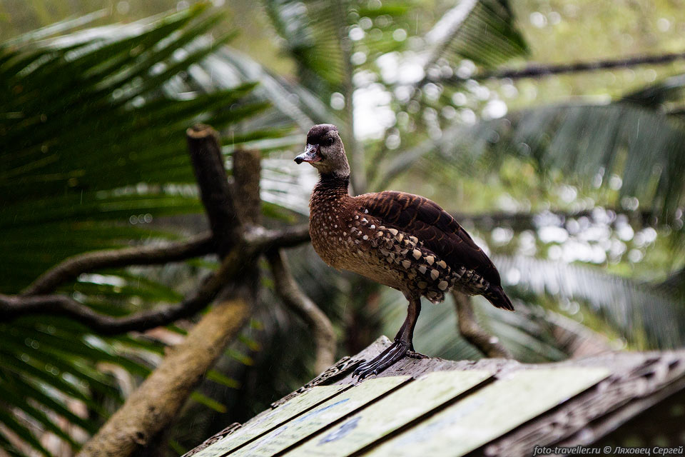 Птицы в Сингапурском зоопарке огорожены сеткой, но ее за густой 
зеленью почти не видно