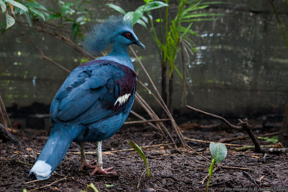Венценосный голубь (Goura cristata, Blue crown pigeon, Common 
crowned pigeon) - крупная птица семейства голубиных.
Имеет примерно такие же размеры как и Оленек-кантшил. Обитает в Новой Гвинее и на 
прилегающих островах.