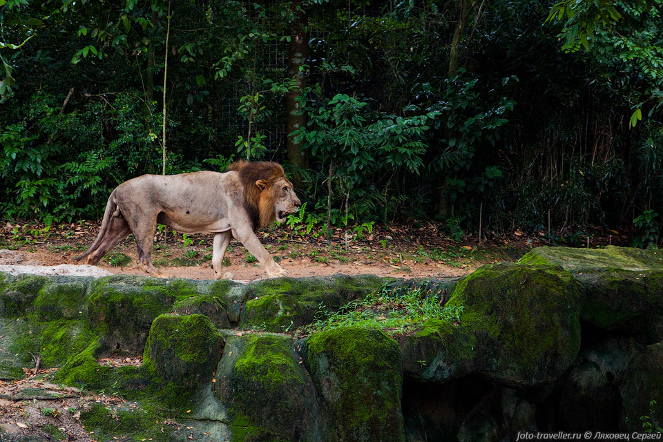 Лев (Panthera leo, African Lion)