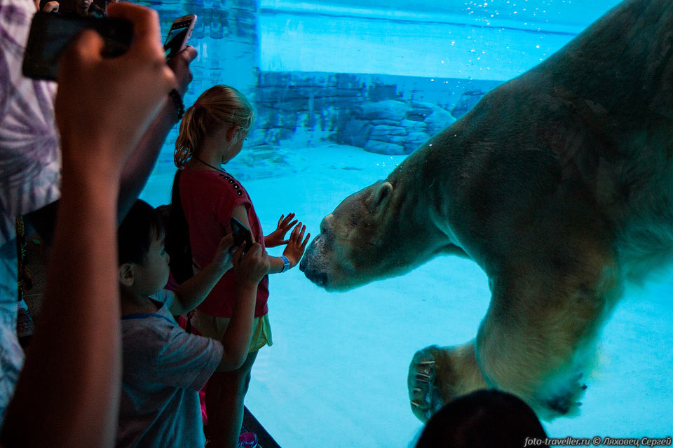 Одна из достопримечательностей Сингапурского зоопарка - это прозрачный 
бассейн
с Белым медведем (Полярный медведь, Северный медведь, Polar Bear, Ursus maritimus)