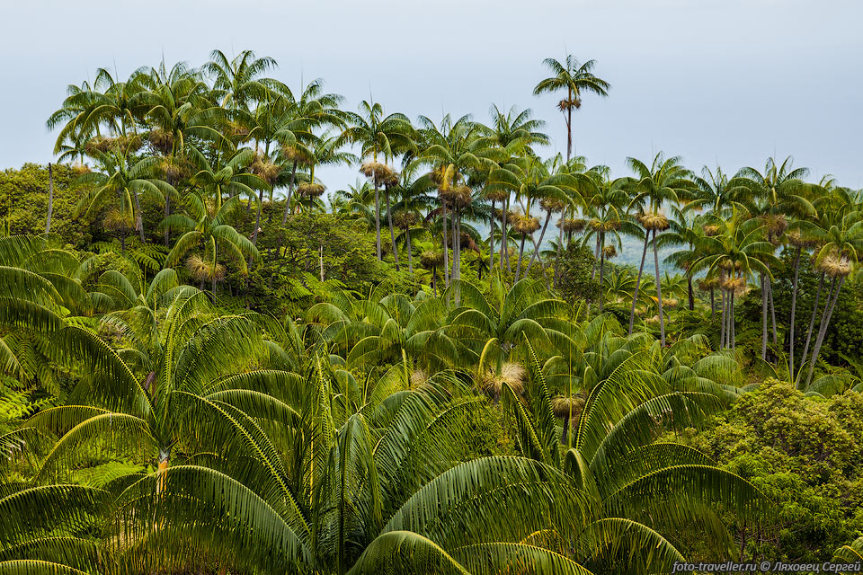 Пальмы на склоне вулкана Амбрим