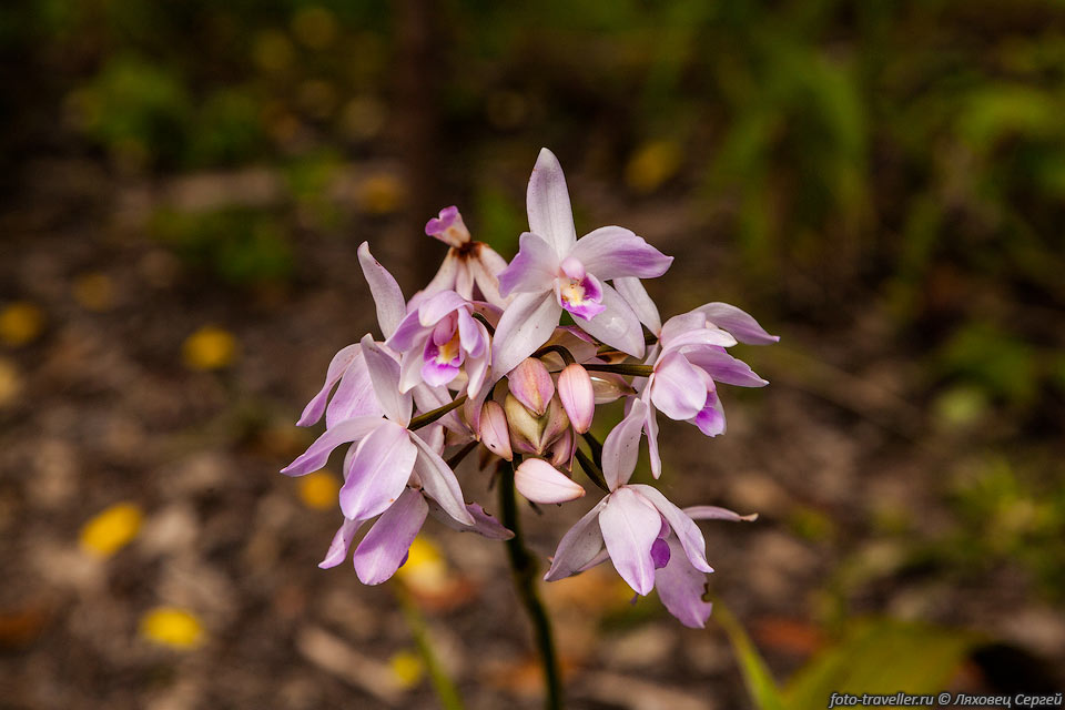 Какой-то вид орхидеи