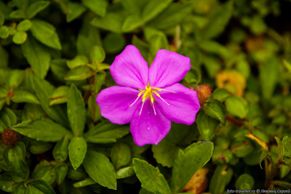 Этот цветочек относится к роду Меластома (Melastoma)