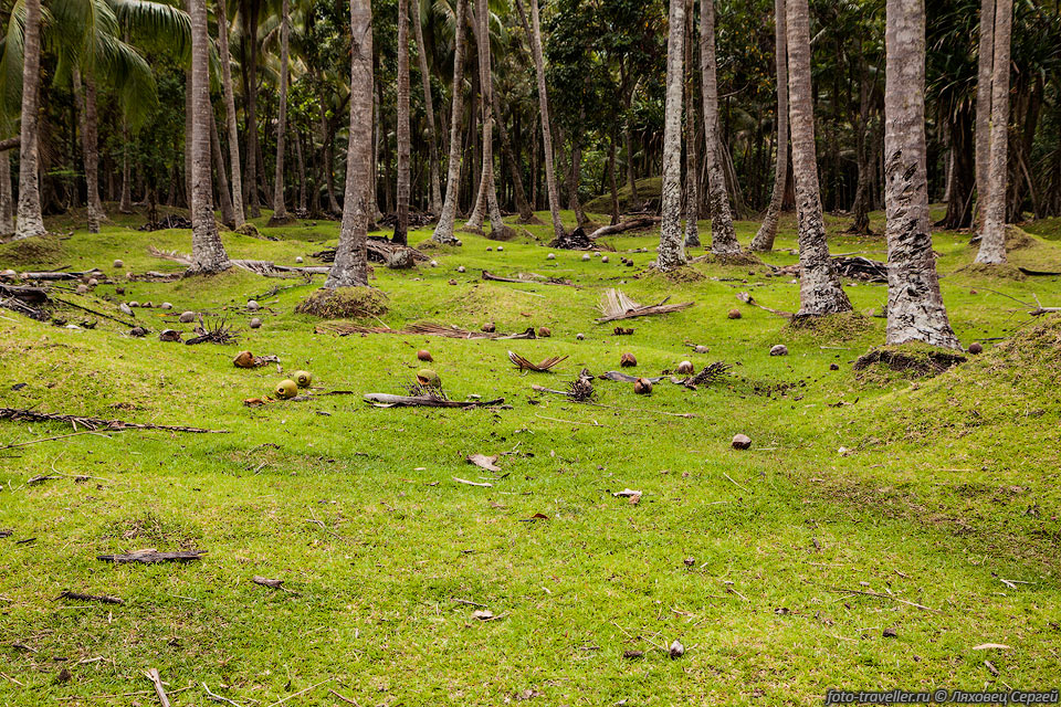 На значительной части острова Амбрим высажены кокосовые пальмы.