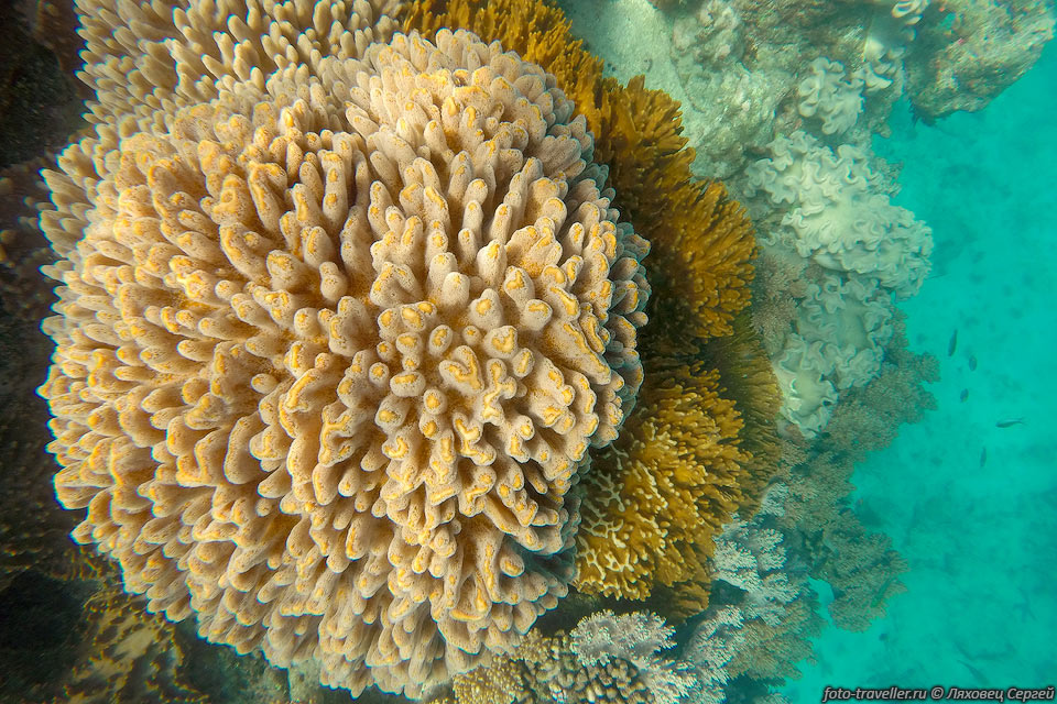Красивый  коралл