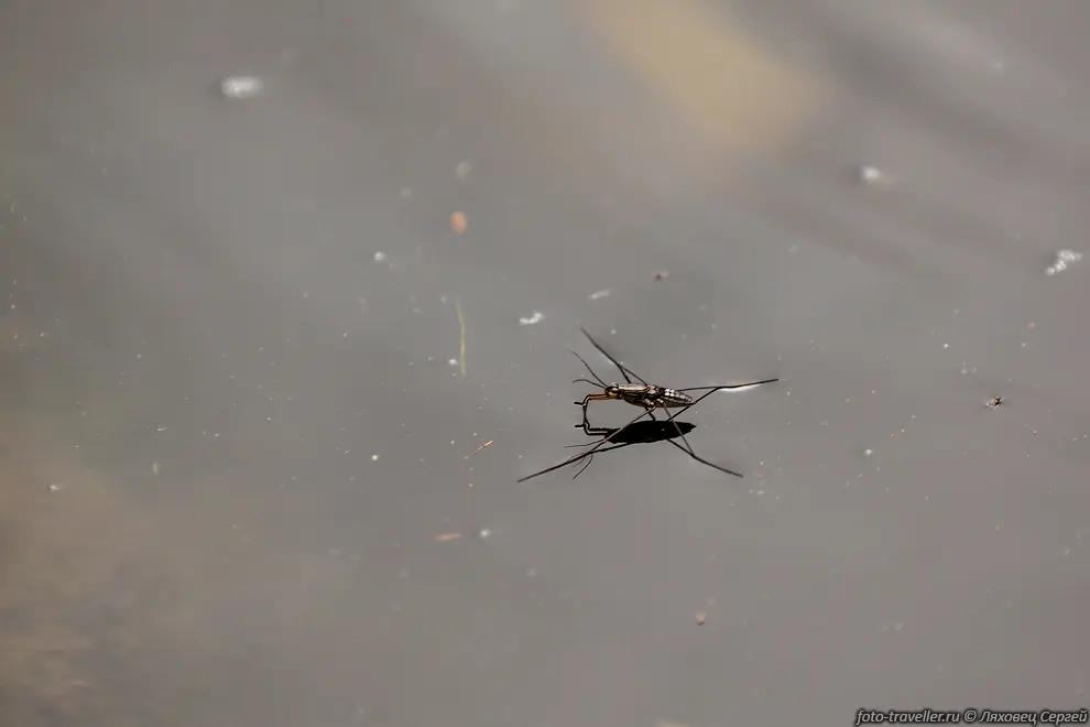 Водомерки (Gerridae) - семейство полужесткокрылых насекомых из
подотряда клопов. 
Насчитывают около 700 видов.