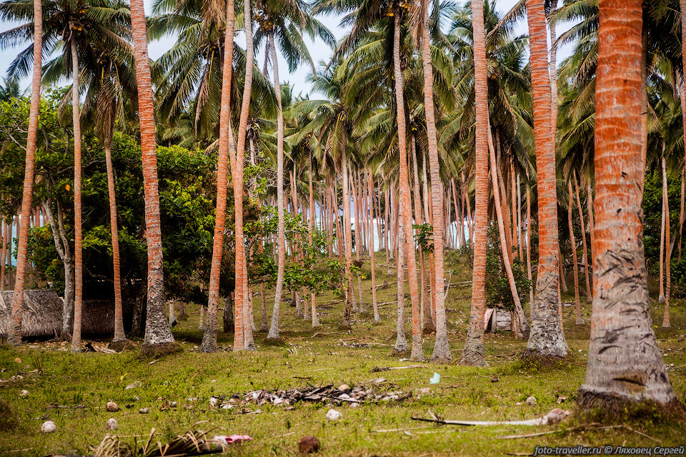 Все ровные и низкие пространства островов засажены кокосовыми 
пальмами