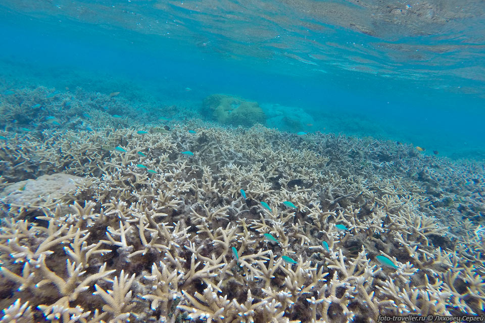 Коралловое поле