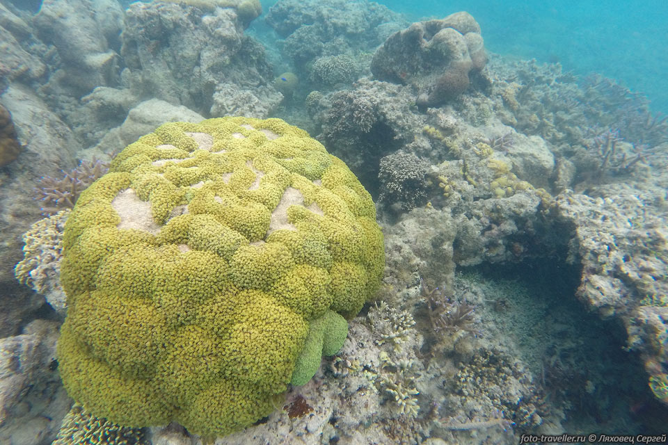 Какие-то мягкие кораллы