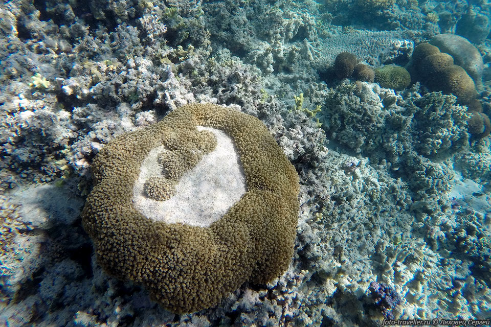 Мягкий коралл.
Живых кораллов вблизи берега мало - их затаптывают.