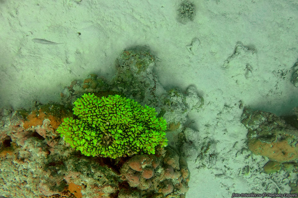 Зеленый коралл