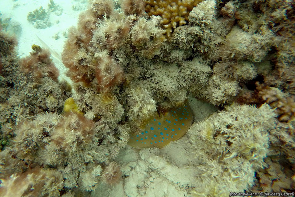Между кораллов затаился скат хвостокол синепятнистый рифовый (Bluespotted 
ribbontail ray, Taeniura lymma).
Скаты - родственники акул, они тоже относятся к хрящевым рыбам: и позвоночник, и 
ребра, и череп - из хряща.