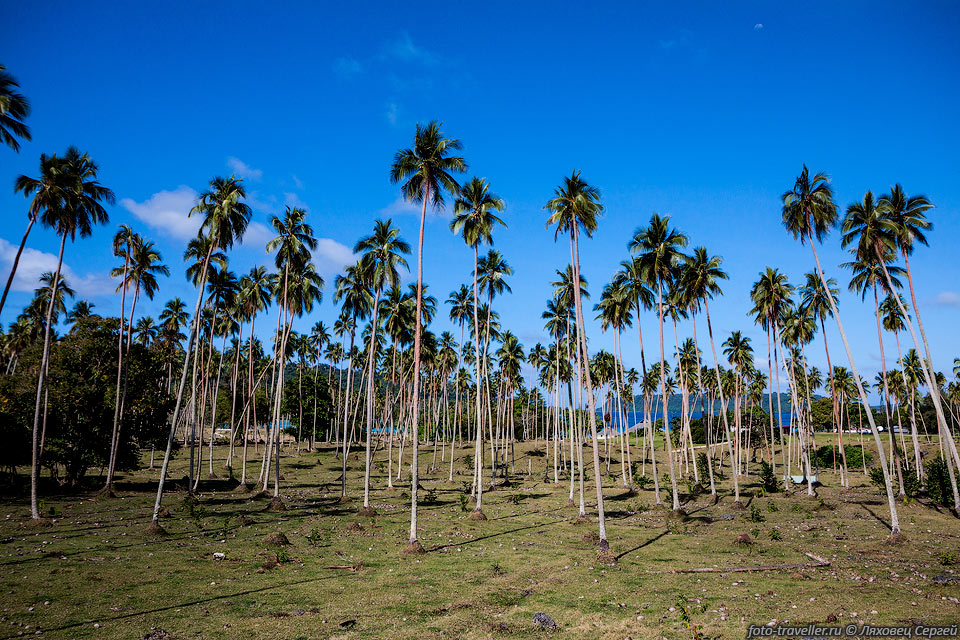Плантация пальм в заливе Акул