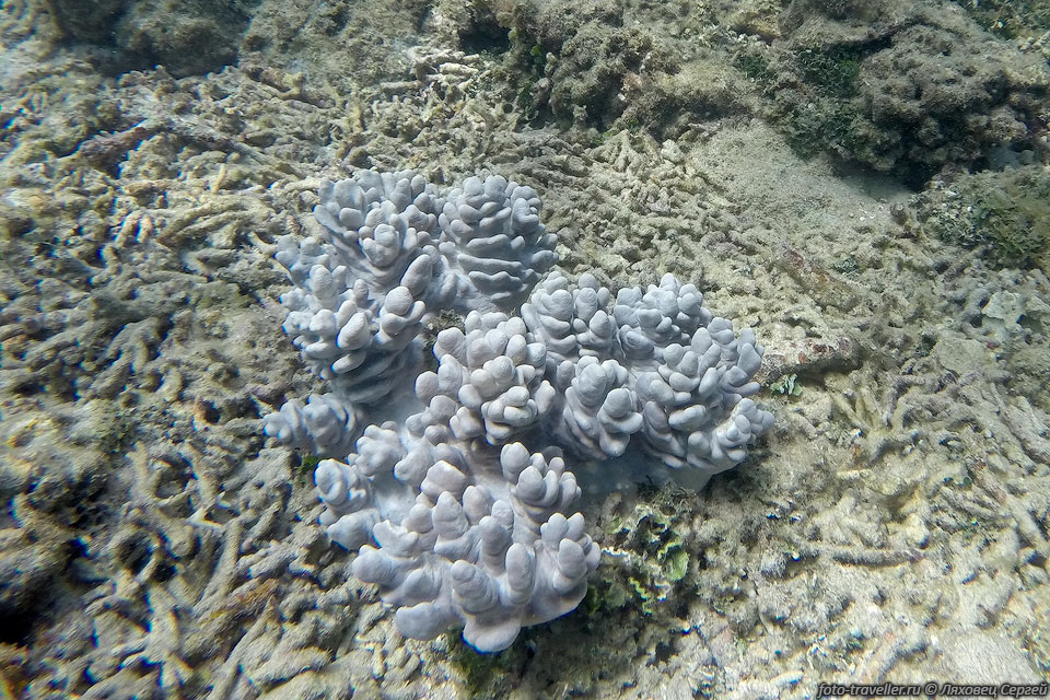 Белый коралл