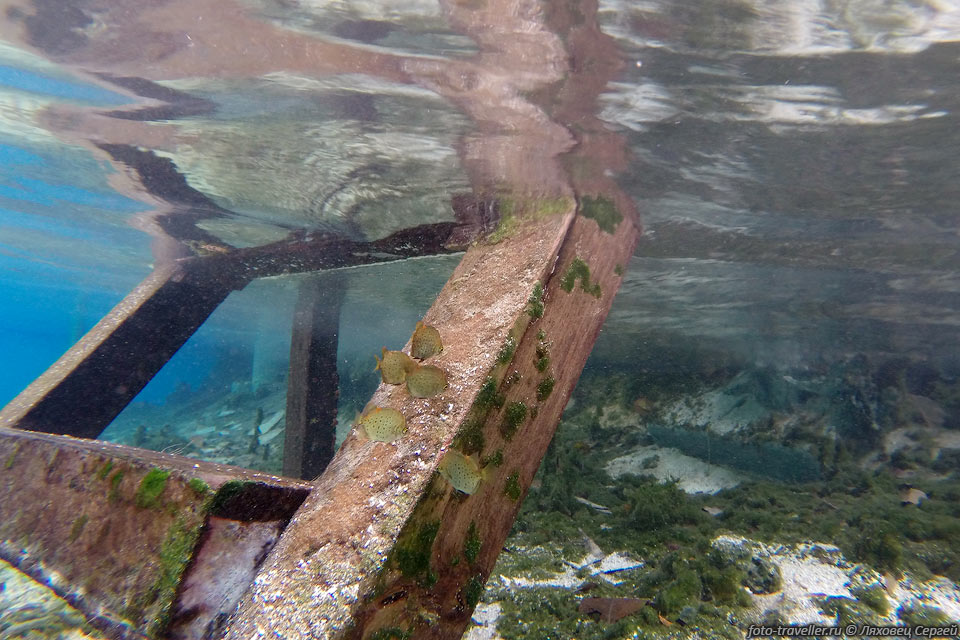 Рыбки обдирают водоросли с лестницы