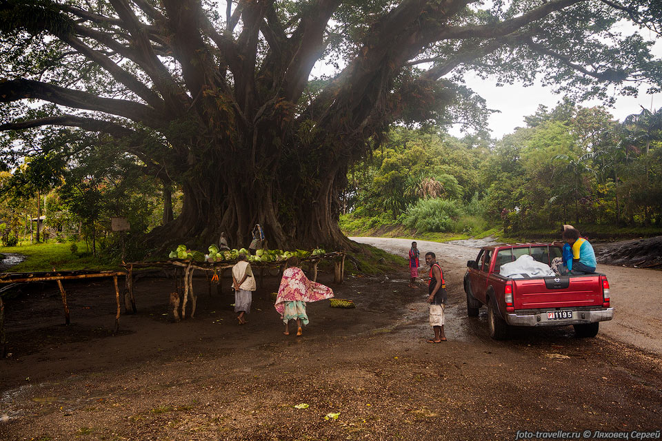 Базарчик под баньяном.
Едем через весь остров к вулкану Ясур.
Дорога проходит через центр острова, что довольно необычно в Вануату.