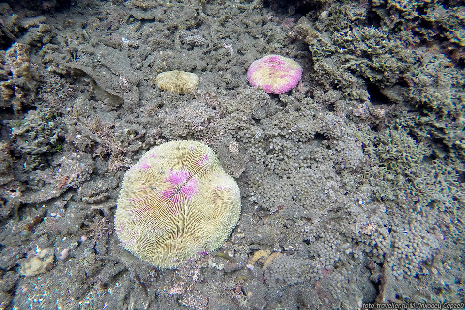 Грибовидный коралл Фунгия (Fungia sp.).
Поплавали с маской -  много интересных кораллов, рыбок не очень много.