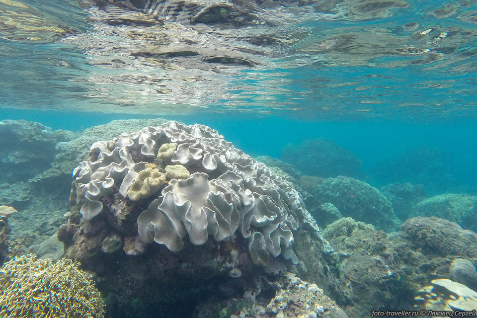 Грибовидный коралл