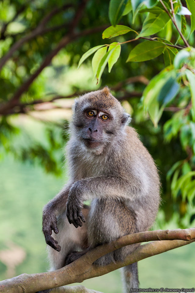 Макак-крабоед (Long-tailed macaque, Macaca fascicularis).
Не взирая на название всеядны.