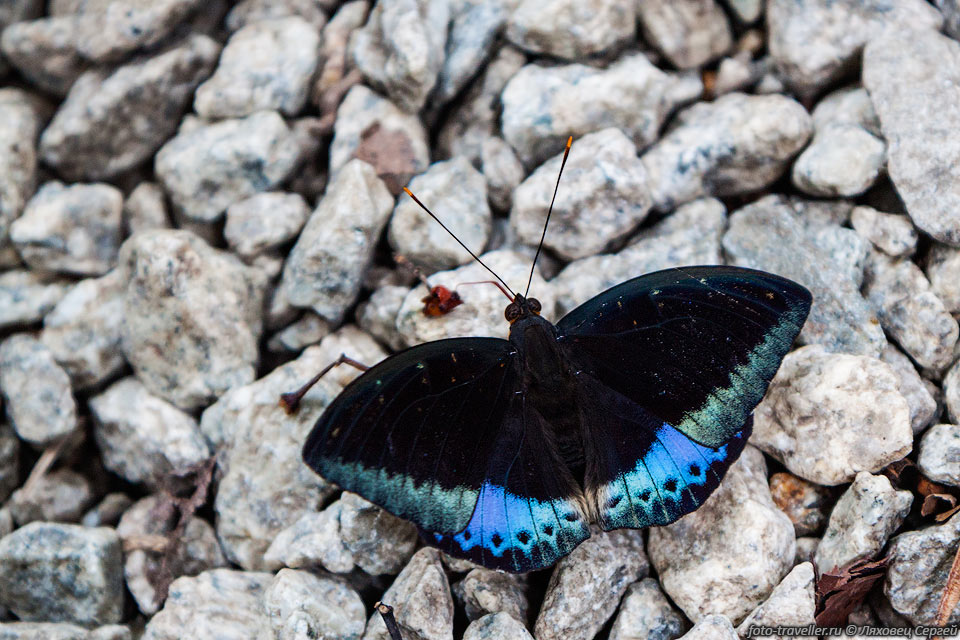 Бабочка в парке Мак-Ритчи